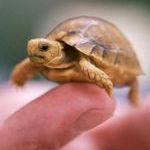 baby_turtle.jpg