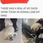 babyseal.jpg