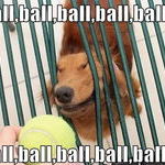 ball_dog.jpg