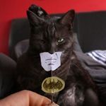 batcat2.jpg