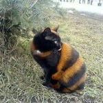 bee_or_cat_or_tiger.jpg