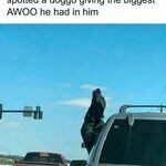 biggest_awooo.jpg