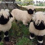 blacknose_sheep.jpg