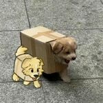 boxdoge.jpg