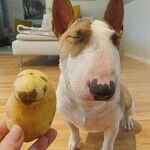 bullterrier.jpg