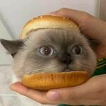 burgercat.jpg