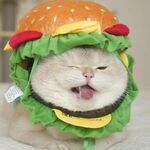 burgercat2.jpg