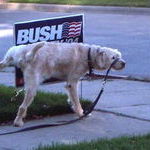 bush_dog.jpg