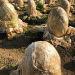 cabbage_fields_it_looks_like_a_field_of_alien_eggs.jpg