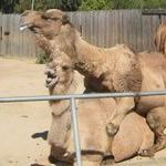 camelporn.jpg