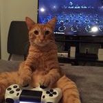 cat_and_ps4.jpg