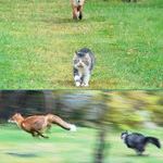 cat_vs_fox.jpg