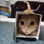 catbox.jpg