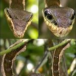 caterpillar_snake_camouflage.jpg