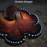 coconutoctopus.jpg