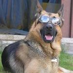 cool_dog4.jpg