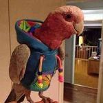 cool_parrot.jpg