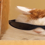 coolcat04.gif