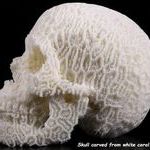 coral_skull.jpg