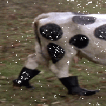 cow_2.gif