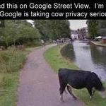 cow_privacy.jpg