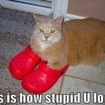 crocs_cat.jpg