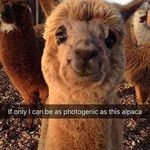 cutealpaca.jpg