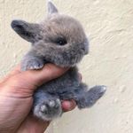 cutebunny.jpg