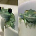 cutefrog2.jpg