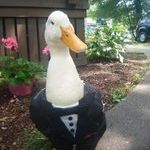 dapper_duck.jpg