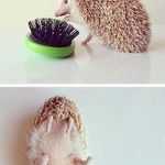 darcy_the_most_fabulous_hedgehog_on_the_internet.jpg