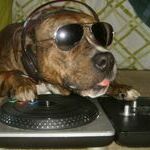 djdoge.jpg