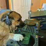 djdoge2.jpg