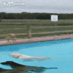 dog_day_at_pool.gif