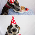 dog_s_birthday_party.jpg