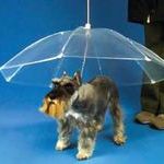 dog_umbrella.jpg