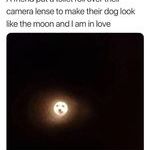 dogmoon.jpg