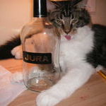 drunken_cat.jpg