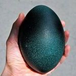 emu_egg.jpg