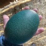 emu_egg3.jpg