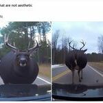 fat_deer.jpg