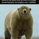 fat_polar_bear.jpg