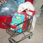 ferret_shopping.jpg