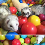 ferrets_vs_ball_pit.jpg