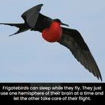 frigatebird.jpg