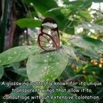 glasswing_butterfly.jpg