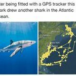 gpsshark.jpg