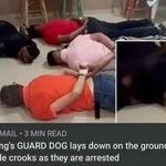 guarddog3.jpg