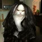 haircat4.jpg