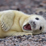 happy_seal.jpg